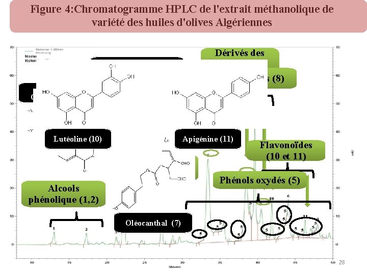 Figure 4: Chromatogramme HPLC de l'extrait méthanolique de variété des huiles d'olives Algériennes Dérivés
