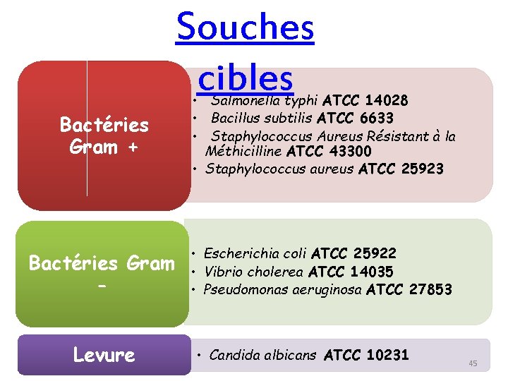 Souches cibles Bactéries Gram + • Salmonella typhi ATCC 14028 • Bacillus subtilis ATCC
