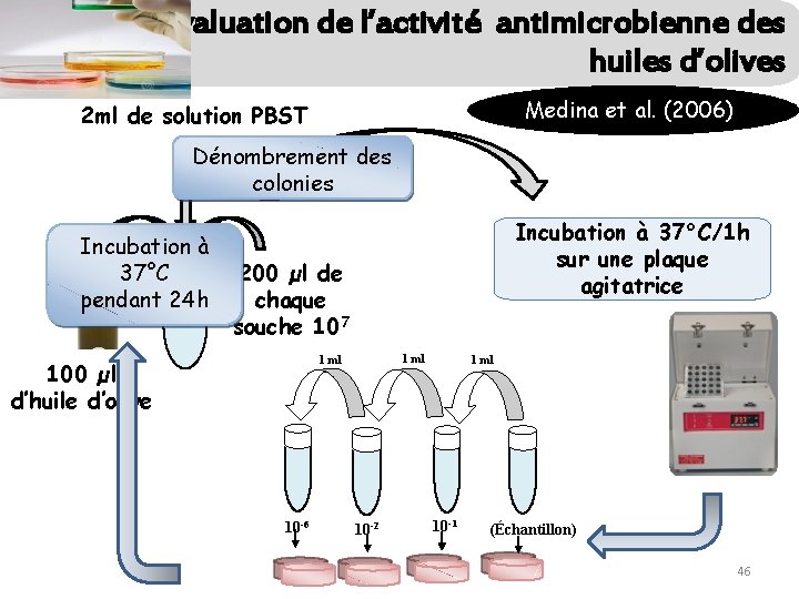 Évaluation de l’activité antimicrobienne des huiles d’olives Medina et al. (2006) 2 ml de