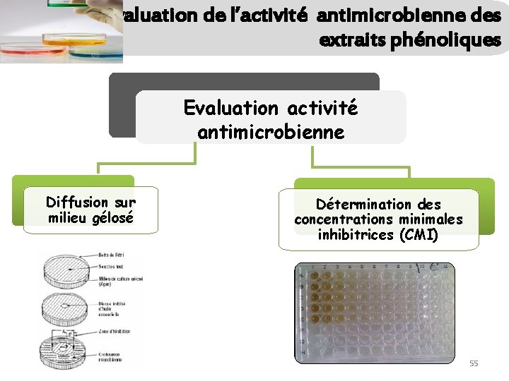 Évaluation de l’activité antimicrobienne des extraits phénoliques Evaluation activité antimicrobienne Diffusion sur milieu gélosé