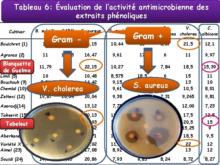 Tableau 6: Évaluation de l’activité antimicrobienne des extraits phénoliques Cultivar B. subtilis SARM S.