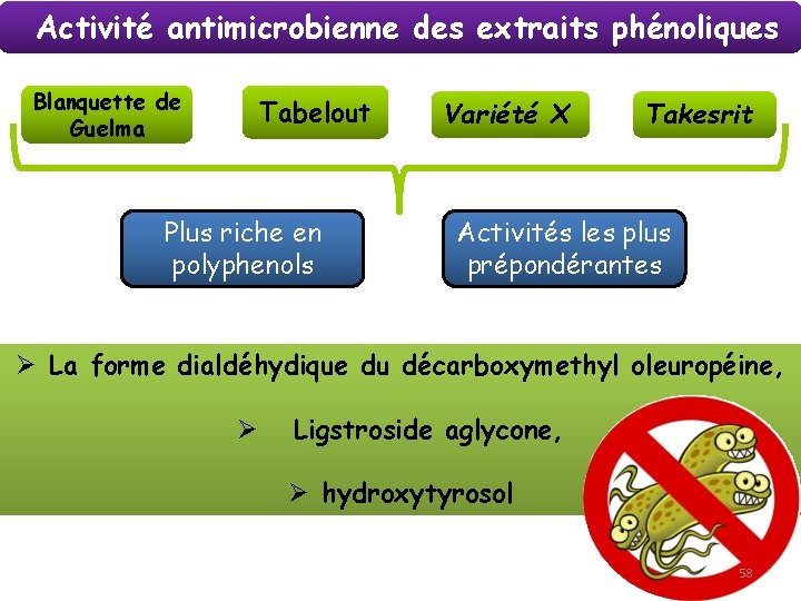 Activité antimicrobienne des extraits phénoliques Blanquette de Guelma Tabelout Plus riche en polyphenols Variété