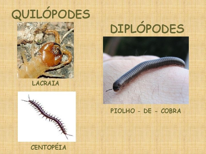 QUILÓPODES DIPLÓPODES LACRAIA PIOLHO - DE - COBRA CENTOPÉIA 