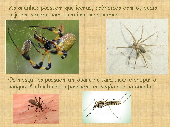As aranhas possuem quelíceras, apêndices com os quais injetam veneno paralisar suas presas. Os