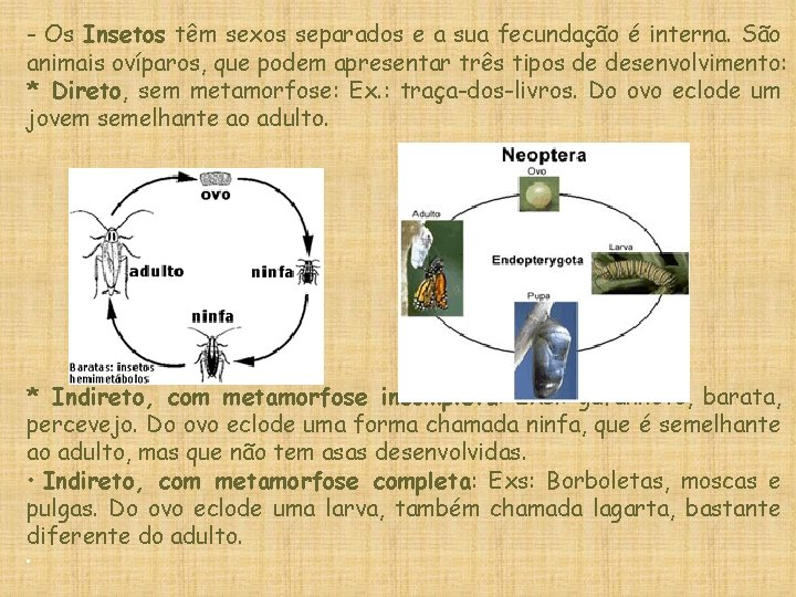 - Os Insetos têm sexos separados e a sua fecundação é interna. São animais