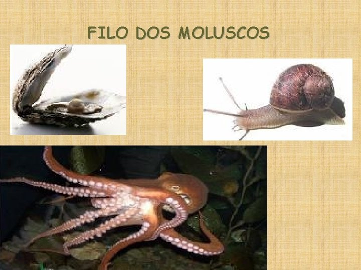 FILO DOS MOLUSCOS 