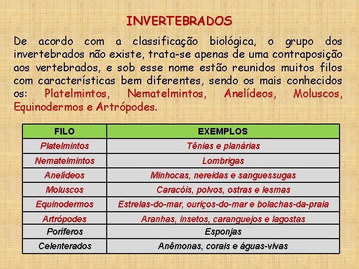 INVERTEBRADOS De acordo com a classificação biológica, o grupo dos invertebrados não existe, trata-se