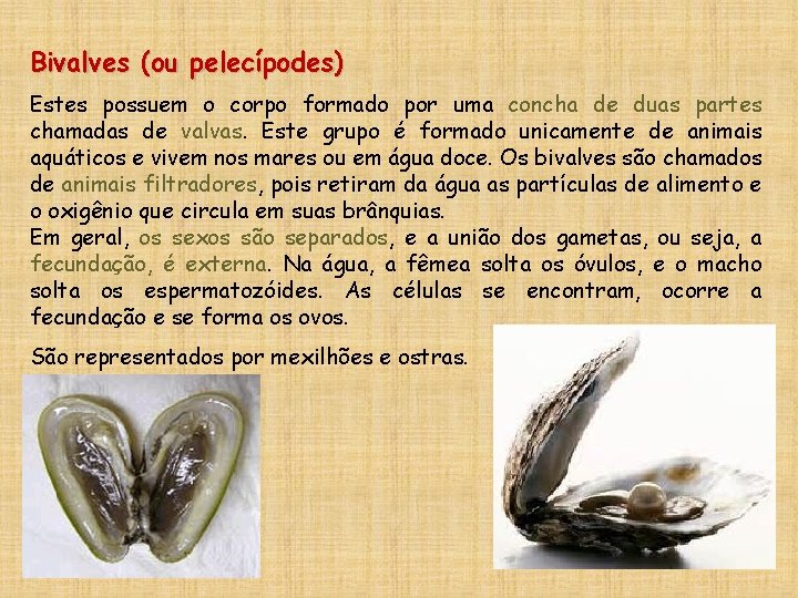 Bivalves (ou pelecípodes) Estes possuem o corpo formado por uma concha de duas partes