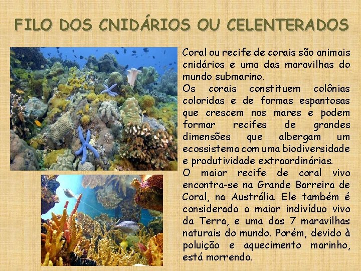 FILO DOS CNIDÁRIOS OU CELENTERADOS Coral ou recife de corais são animais cnidários e
