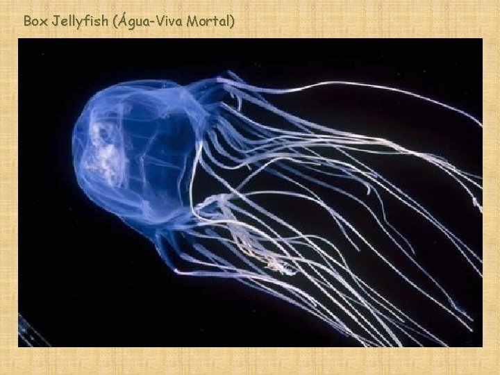 Box Jellyfish (Água-Viva Mortal) 