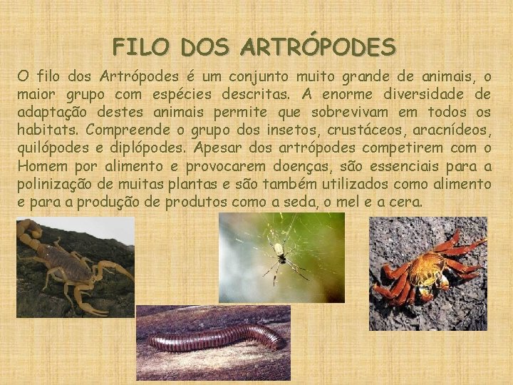 FILO DOS ARTRÓPODES O filo dos Artrópodes é um conjunto muito grande de animais,