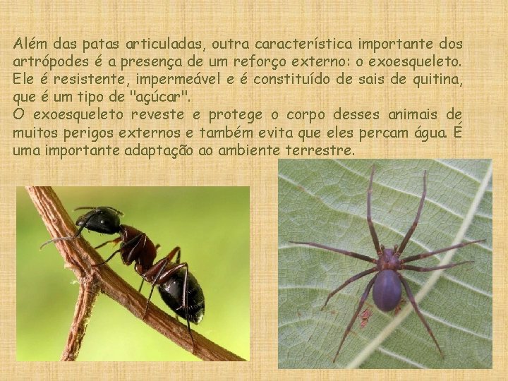 Além das patas articuladas, outra característica importante dos artrópodes é a presença de um