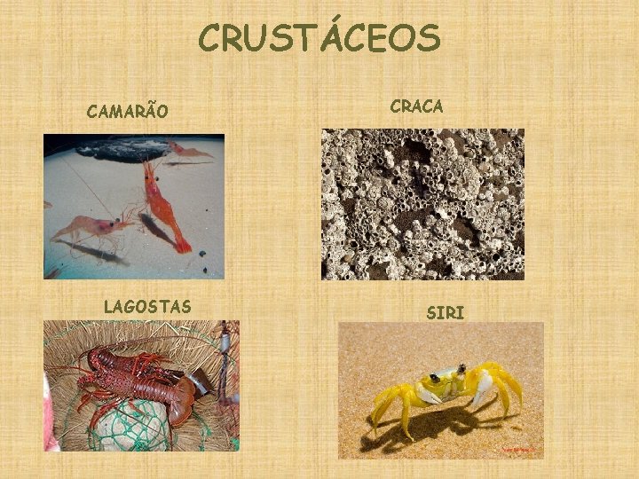 CRUSTÁCEOS CAMARÃO LAGOSTAS CRACA SIRI 