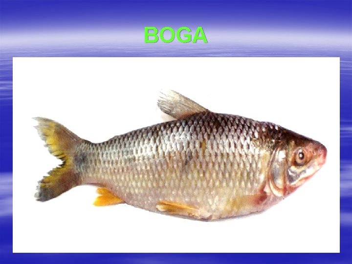 BOGA 