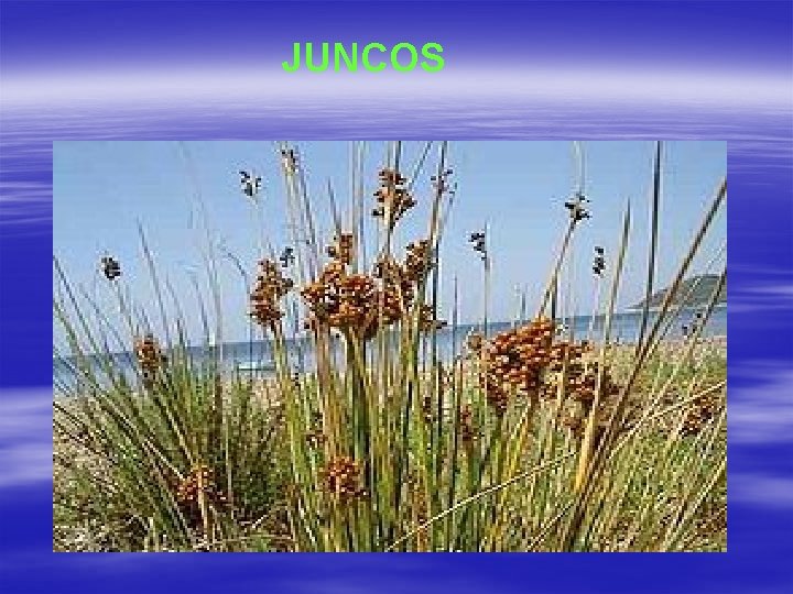 JUNCOS 