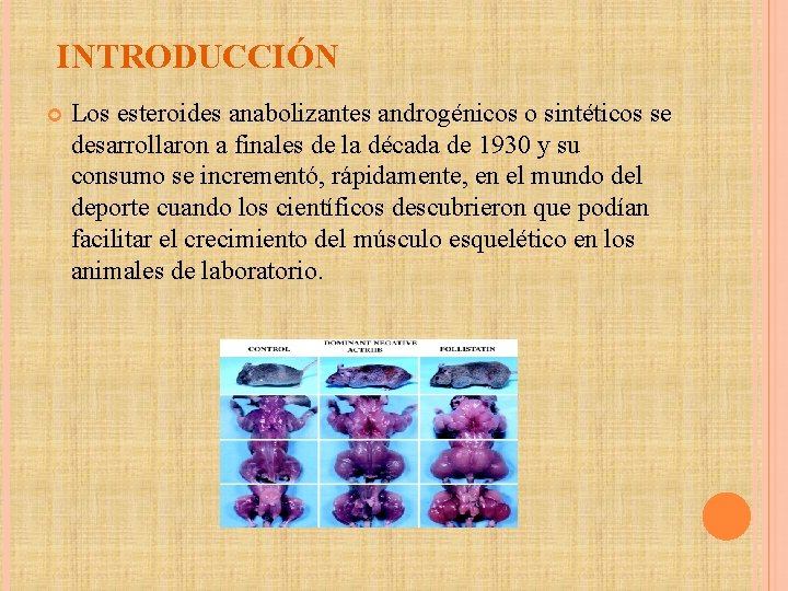 INTRODUCCIÓN Los esteroides anabolizantes androgénicos o sintéticos se desarrollaron a finales de la década