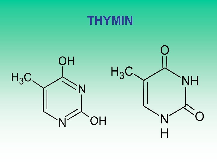  THYMIN 
