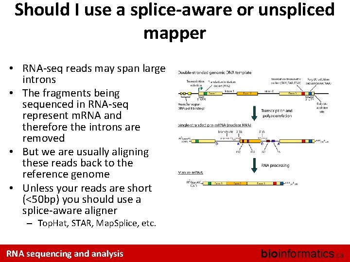 Should I use a splice-aware or unspliced mapper • RNA-seq reads may span large