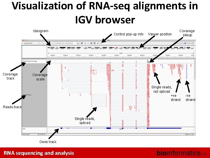 Visualization of RNA-seq alignments in IGV browser Ideogram Coverage track Control pop-up info Viewer
