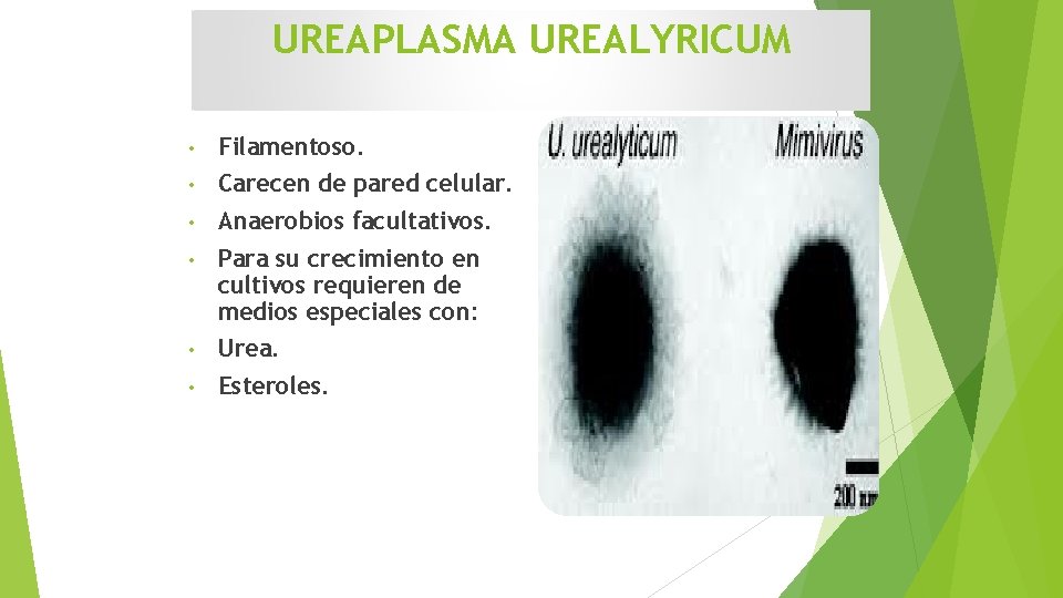 UREAPLASMA UREALYRICUM • Filamentoso. • Carecen de pared celular. • Anaerobios facultativos. • Para