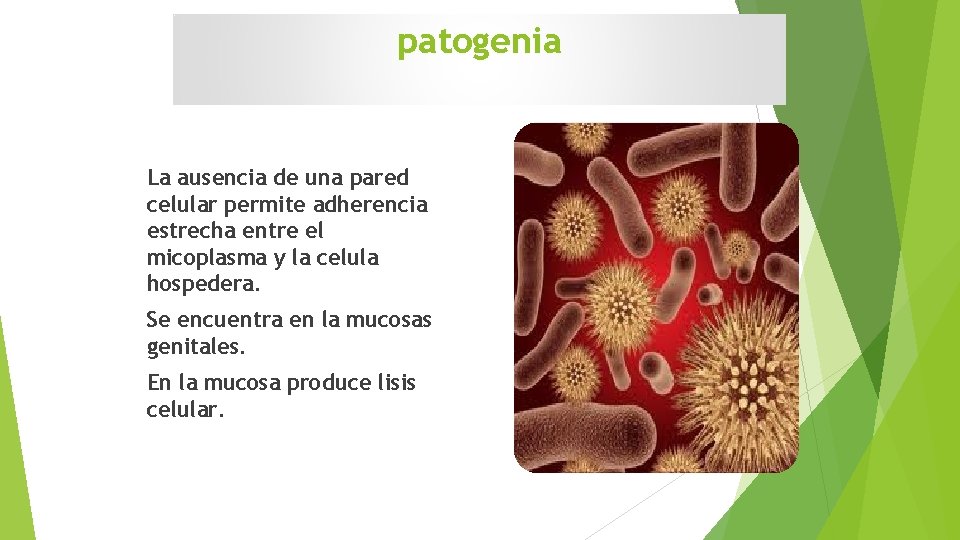 patogenia La ausencia de una pared celular permite adherencia estrecha entre el micoplasma y