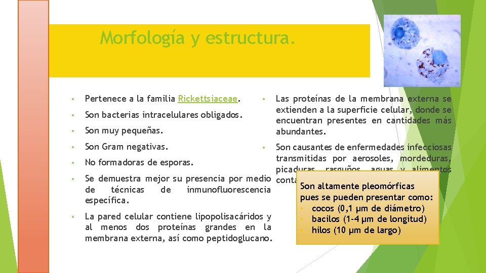 Morfología y estructura. • Pertenece a la familia Rickettsiaceae. • Las proteínas de la