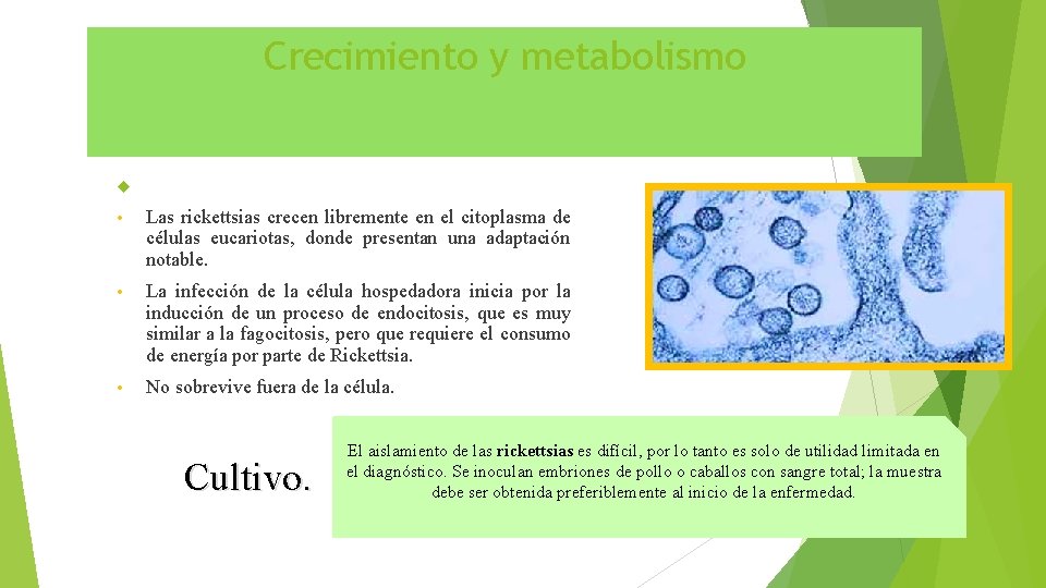 Crecimiento y metabolismo • Las rickettsias crecen libremente en el citoplasma de células eucariotas,