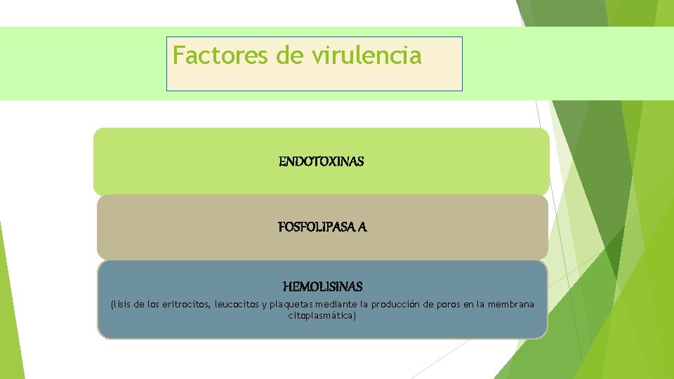 Factores de virulencia ENDOTOXINAS FOSFOLIPASA A HEMOLISINAS (lisis de los eritrocitos, leucocitos y plaquetas