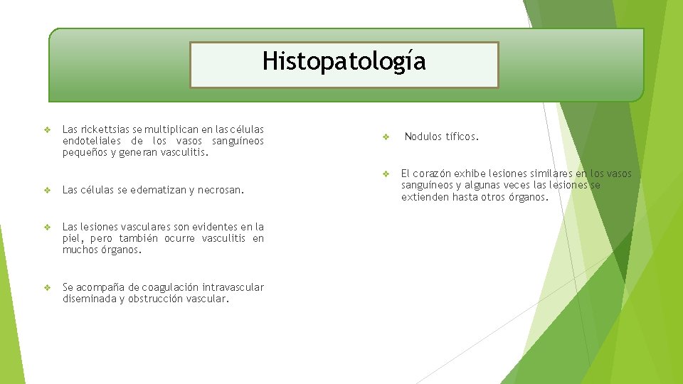 Histopatología v Las rickettsias se multiplican en las células endoteliales de los vasos sanguíneos