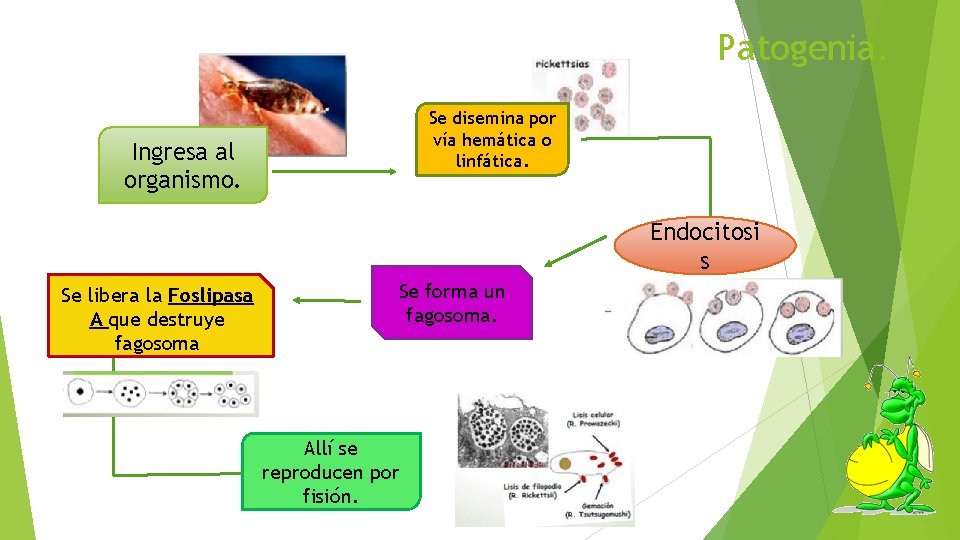 Patogenia. Se disemina por vía hemática o linfática. Ingresa al organismo. Endocitosi s Se