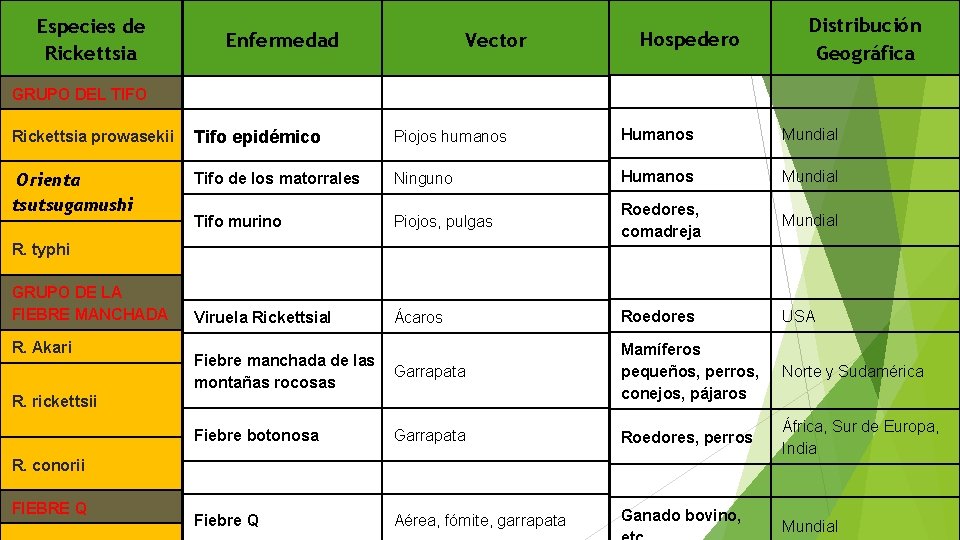 Especies de Rickettsia Enfermedad Distribución Geográfica Hospedero Vector GRUPO DEL TIFO Rickettsia prowasekii Tifo