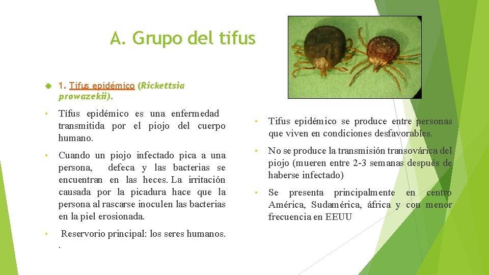 A. Grupo del tifus 1. Tifus epidémico (Rickettsia prowazekii). • Tífus epidémico es una
