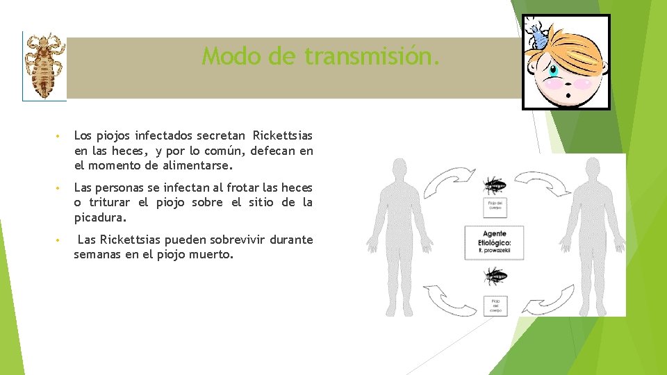 Modo de transmisión. • Los piojos infectados secretan Rickettsias en las heces, y por