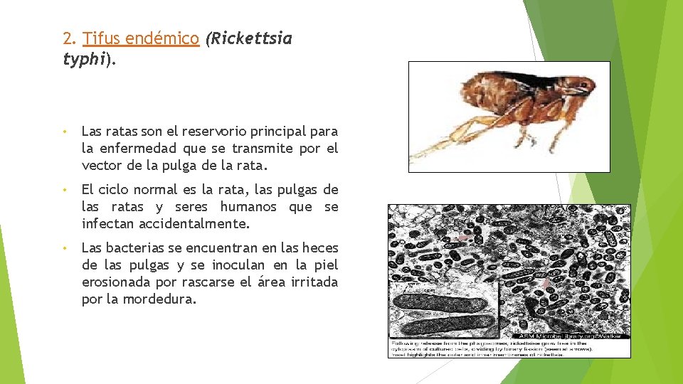 2. Tifus endémico (Rickettsia typhi). • Las ratas son el reservorio principal para la