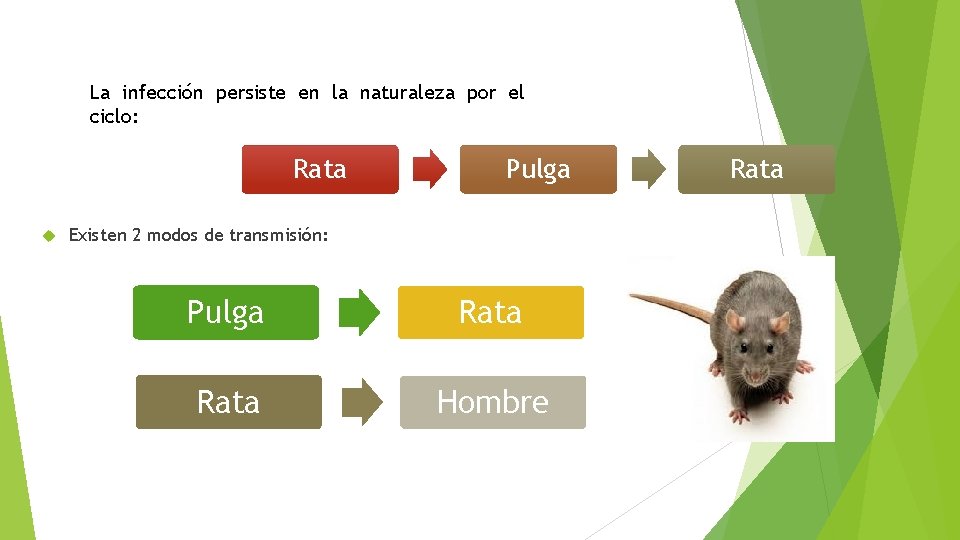 La infección persiste en la naturaleza por el ciclo: Rata Pulga Existen 2 modos