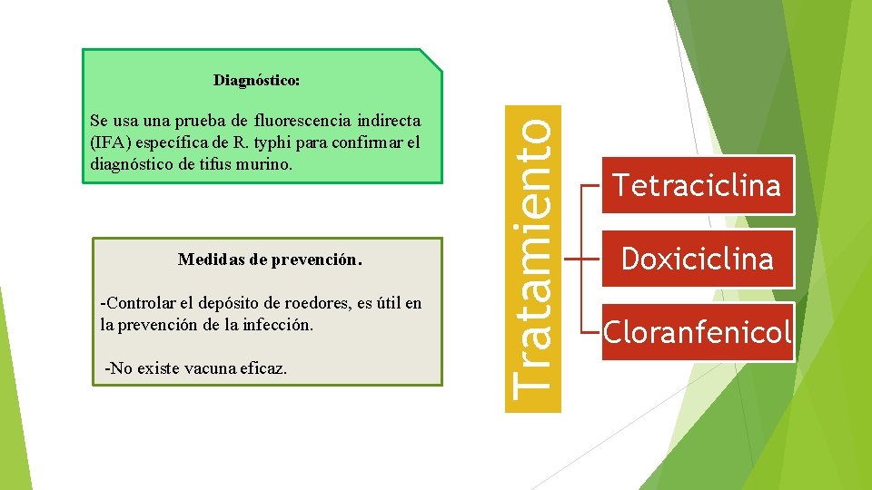 Se usa una prueba de fluorescencia indirecta (IFA) específica de R. typhi para confirmar