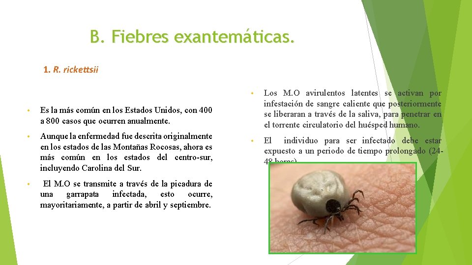 B. Fiebres exantemáticas. 1. R. rickettsii • Es la más común en los Estados