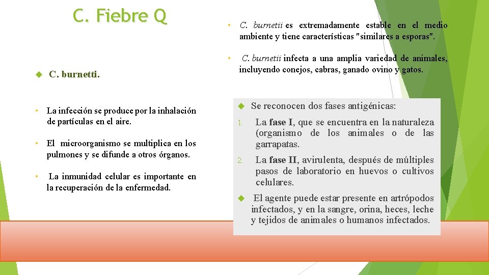 C. Fiebre Q C. burnetti. • La infección se produce por la inhalación de