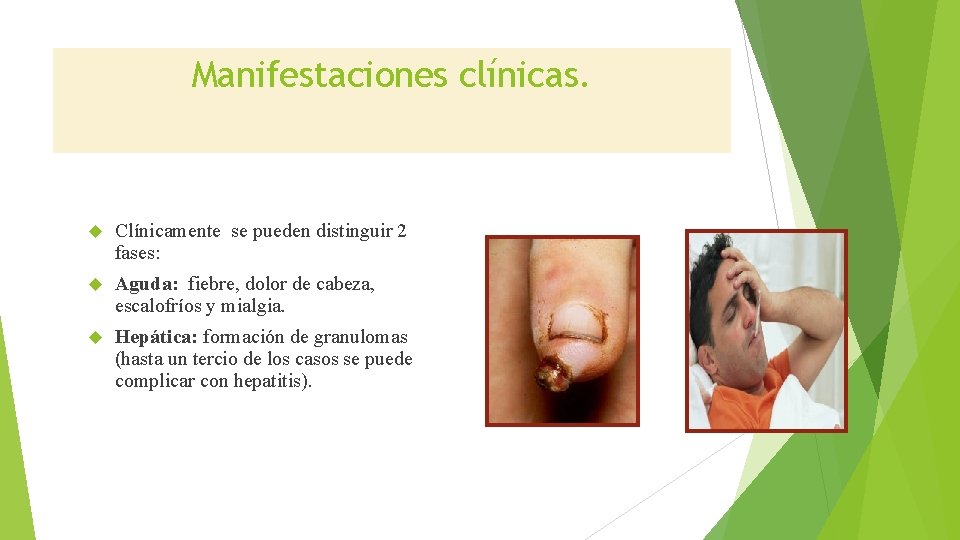 Manifestaciones clínicas. Clínicamente se pueden distinguir 2 fases: Aguda: fiebre, dolor de cabeza, escalofríos