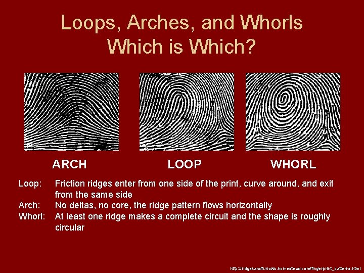 Loops, Arches, and Whorls Which is Which? ARCH Loop: Arch: Whorl: LOOP WHORL Friction