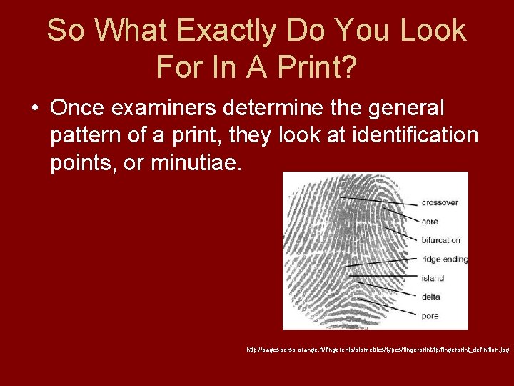 So What Exactly Do You Look For In A Print? • Once examiners determine