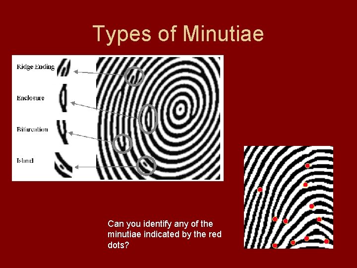 Types of Minutiae Can you identify any of the minutiae indicated by the red