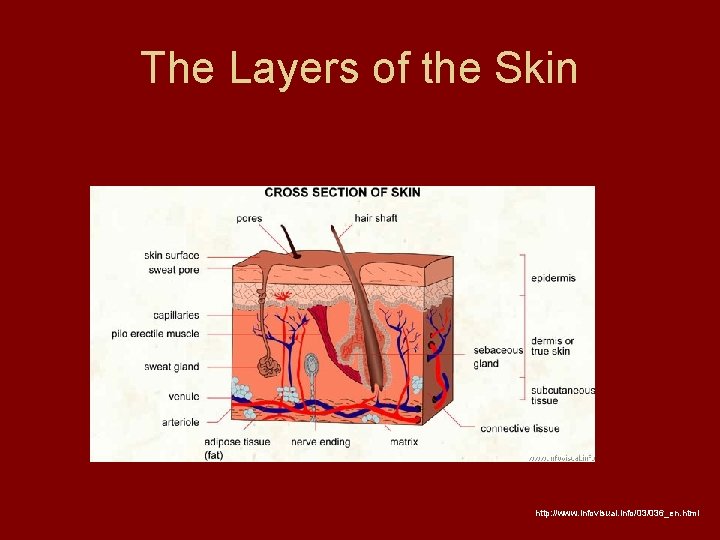 The Layers of the Skin http: //www. infovisual. info/03/036_en. html 