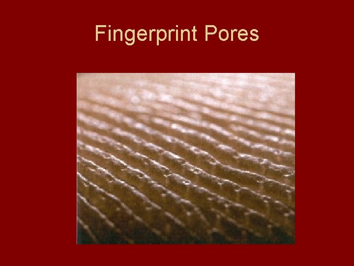 Fingerprint Pores 