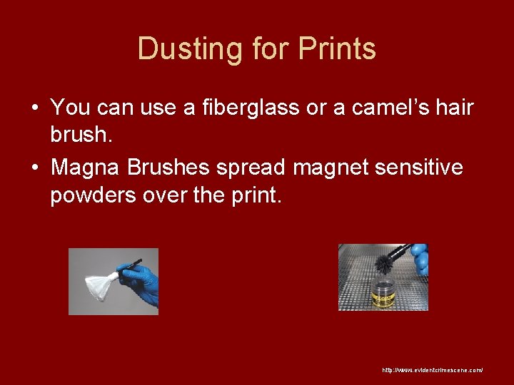 Dusting for Prints • You can use a fiberglass or a camel’s hair brush.