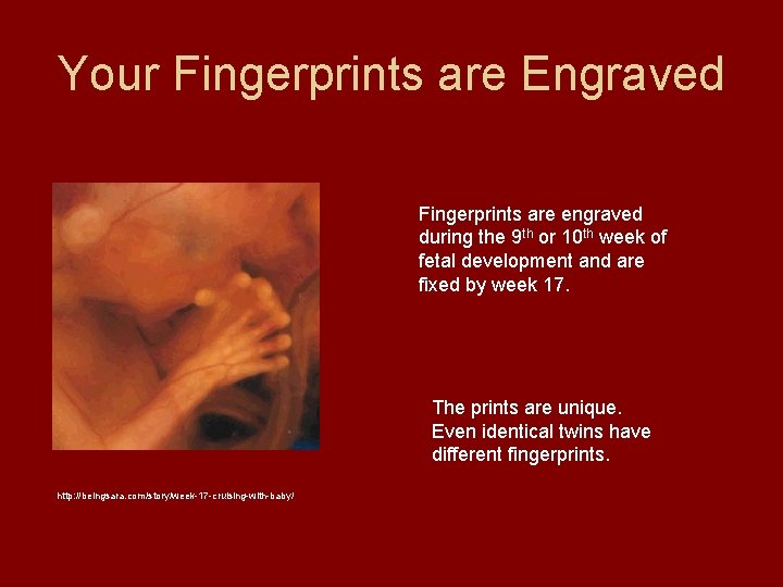 Your Fingerprints are Engraved Fingerprints are engraved during the 9 th or 10 th