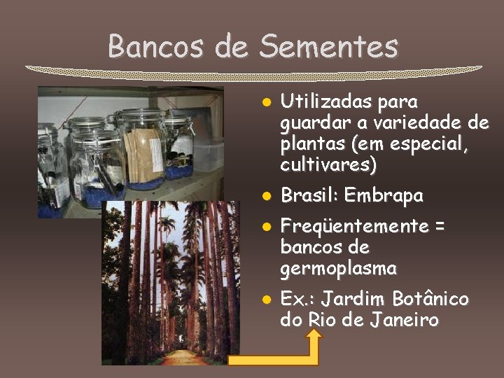 Bancos de Sementes l l Utilizadas para guardar a variedade de plantas (em especial,