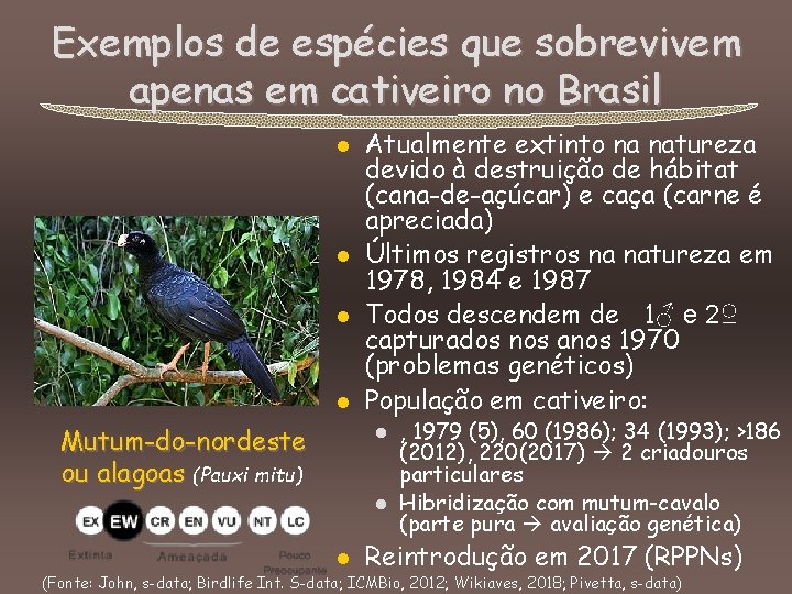 Exemplos de espécies que sobrevivem apenas em cativeiro no Brasil l l Mutum-do-nordeste ou