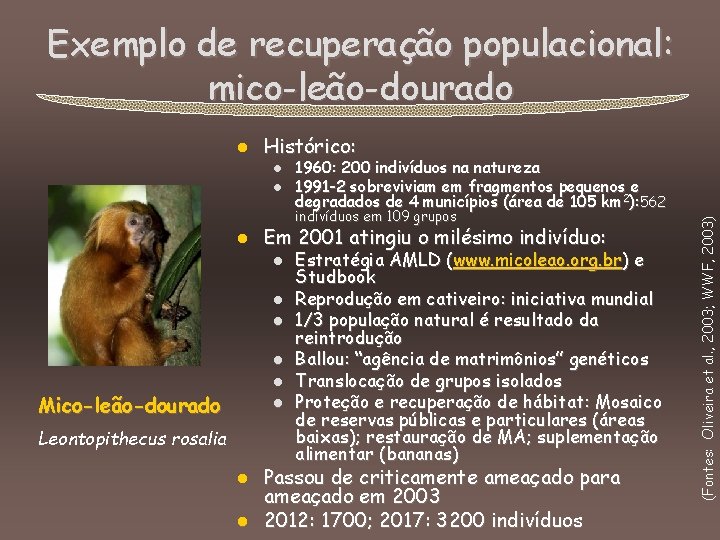 Exemplo de recuperação populacional: mico-leão-dourado Histórico: l l 1960: 200 indivíduos na natureza 1991