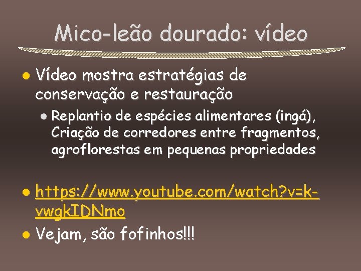 Mico-leão dourado: vídeo l Vídeo mostra estratégias de conservação e restauração l Replantio de